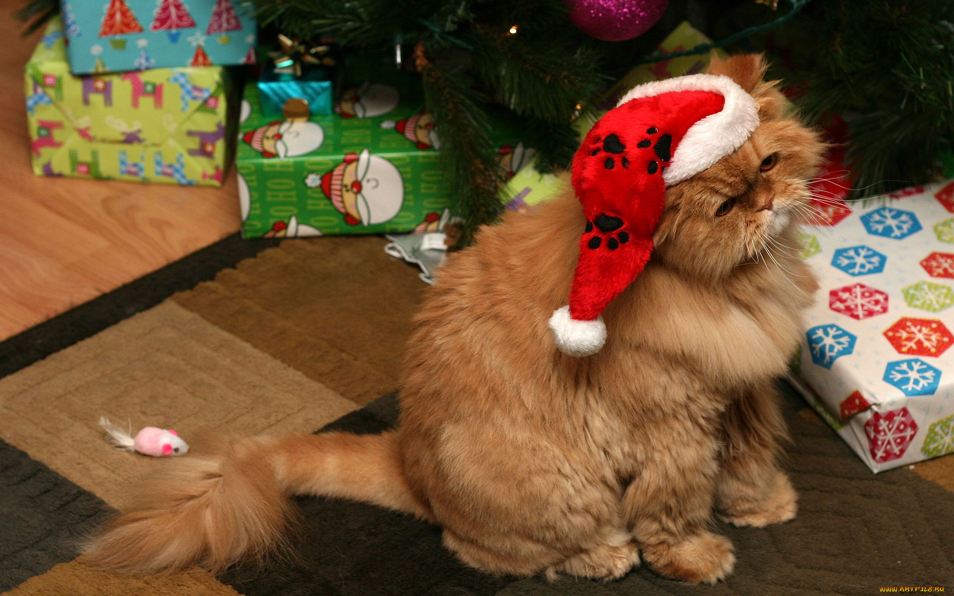, , cat